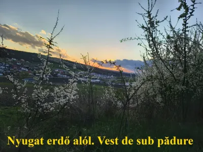 Teren de vanzare-cumparare Budiu Mic Mures apus cu copac